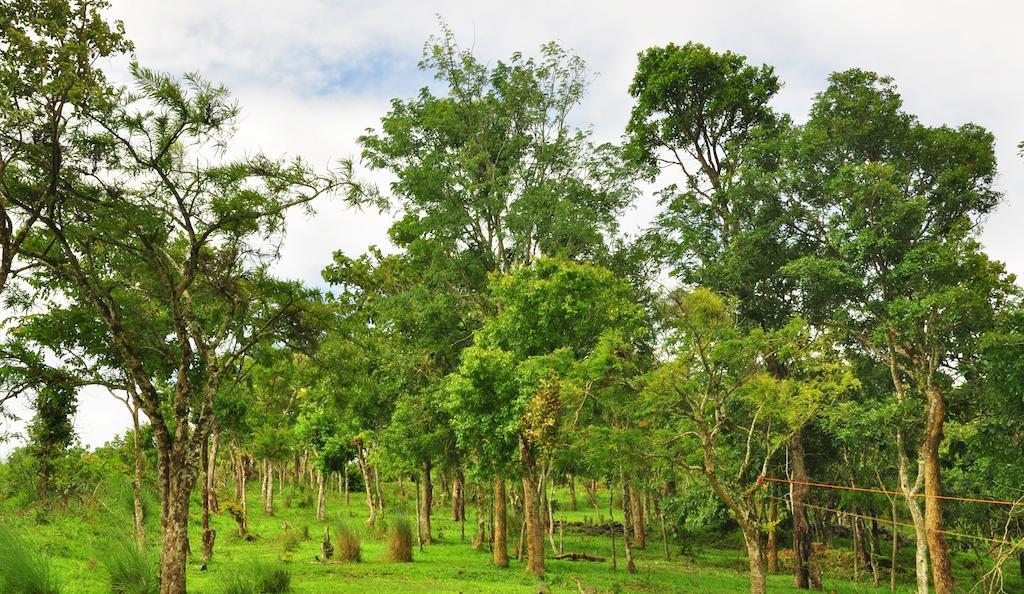 Punarjani Ayurvedic Resorts Ramakkalmedu Exterior photo